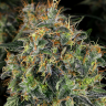 Семена марихуаны  Thinker feminised Ganja Seeds