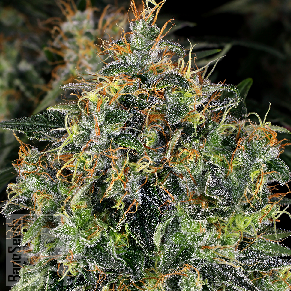 Семена марихуаны  Thinker feminised Ganja Seeds