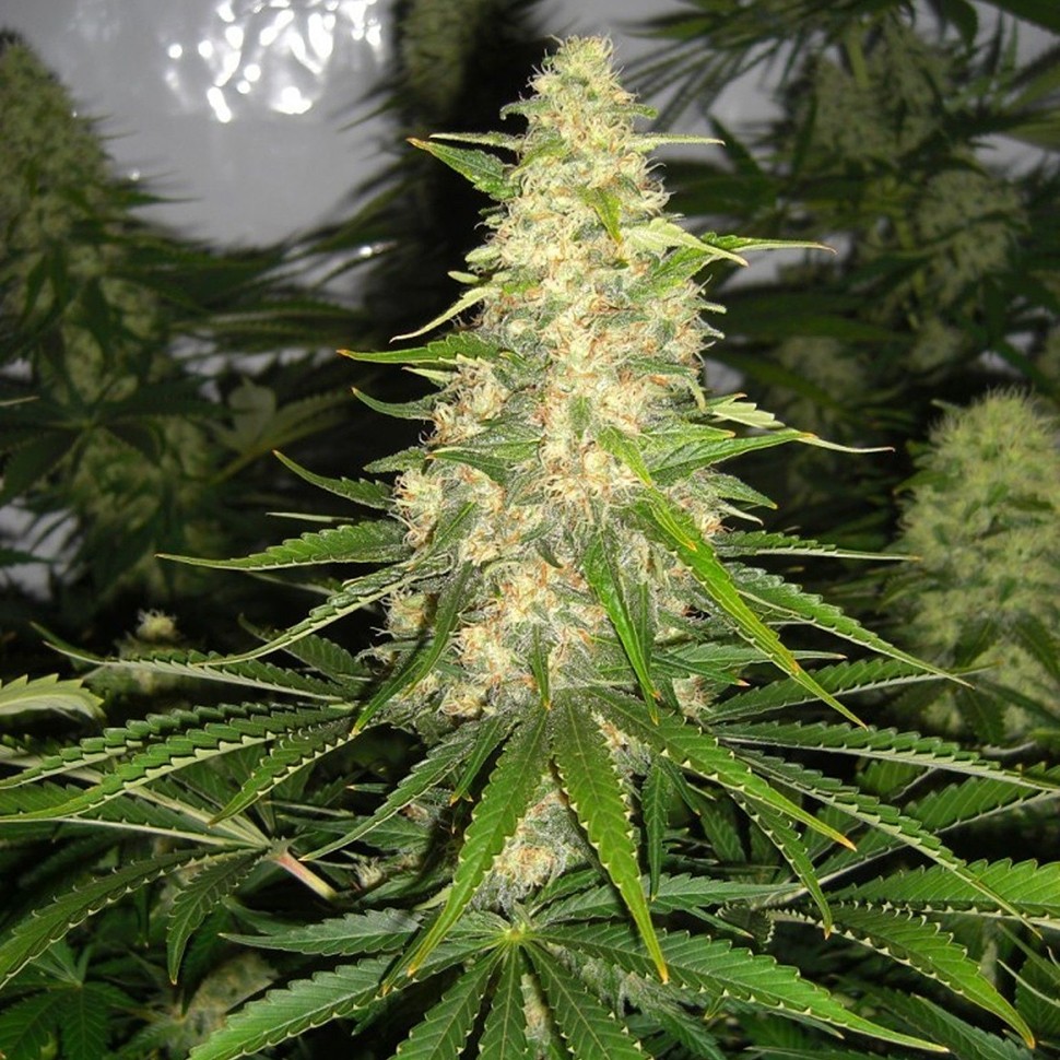 Семена марихуаны  Auto Baikonur feminised Bang Seeds