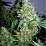 Семена  Kenepshep feminised Bang Seeds