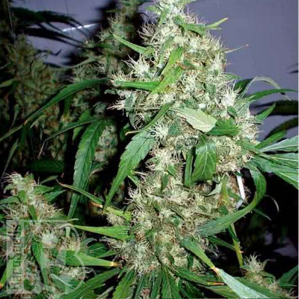 Семена  Kenepshep feminised Bang Seeds