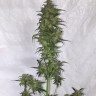 Семена Auto Green Crack feminised Ganja Seeds