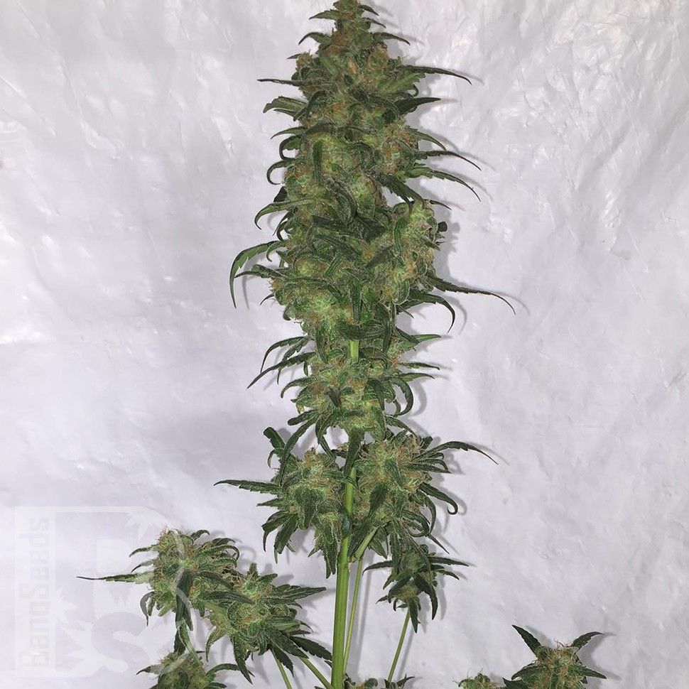 Семена конопли  Auto Green Crack feminised Ganja Seeds