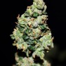 Auto Green Crack feminised Ganja Seeds купить