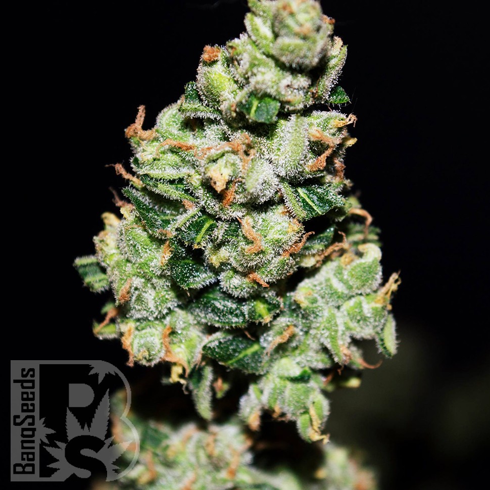 Auto Green Crack feminised Ganja Seeds купить