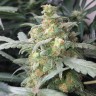 Купить Auto Green Crack feminised Ganja Seeds