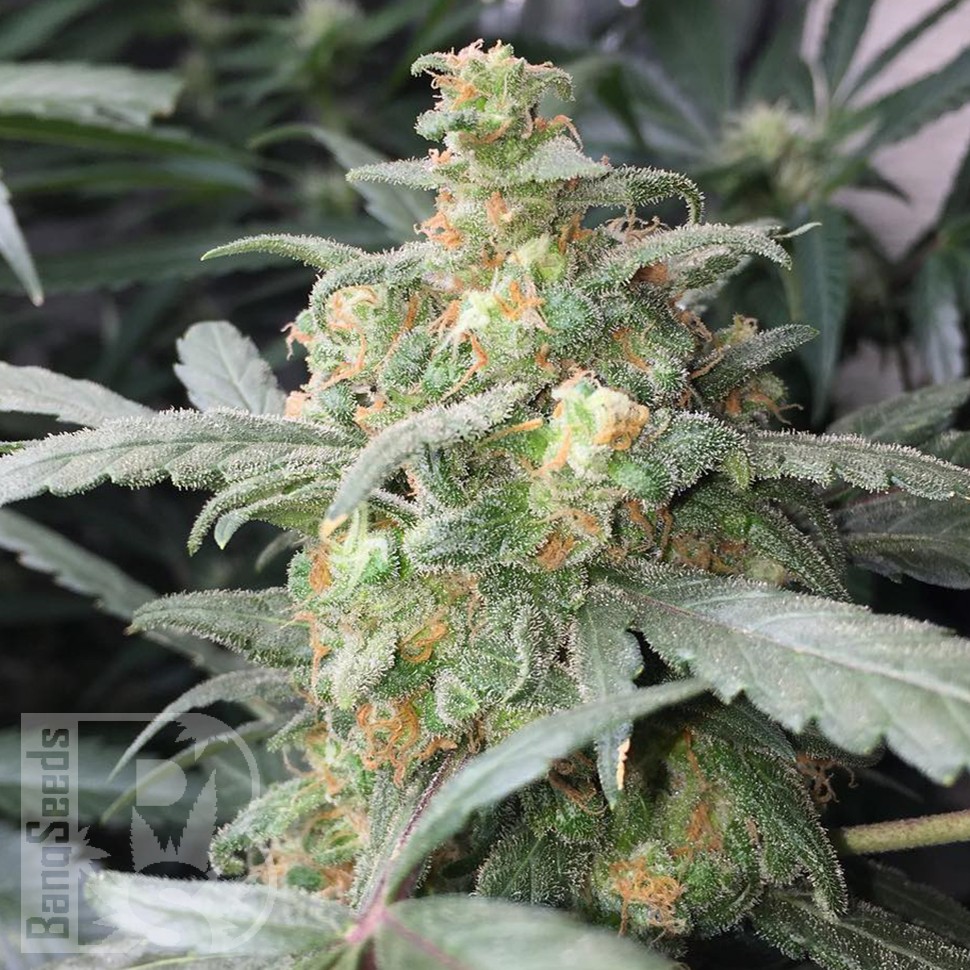 Купить Auto Green Crack feminised Ganja Seeds