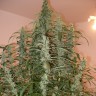 Семена конопли Auto Green Crack feminised Ganja Seeds