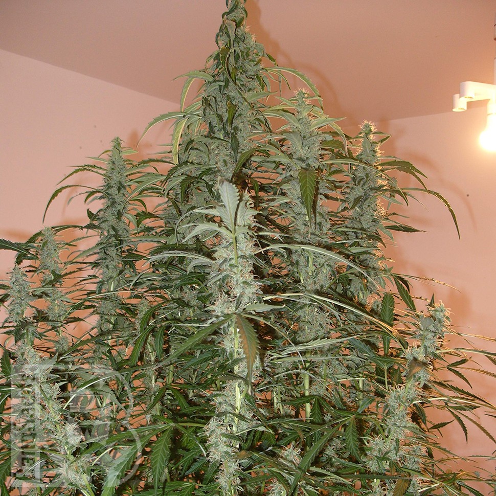 Семена конопли Auto Green Crack feminised Ganja Seeds