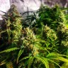 Семена ганжа  Grapefruit CBD feminised Ganja Seeds