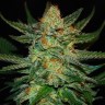 Семена ганжа  Grapefruit CBD feminised Ganja Seeds