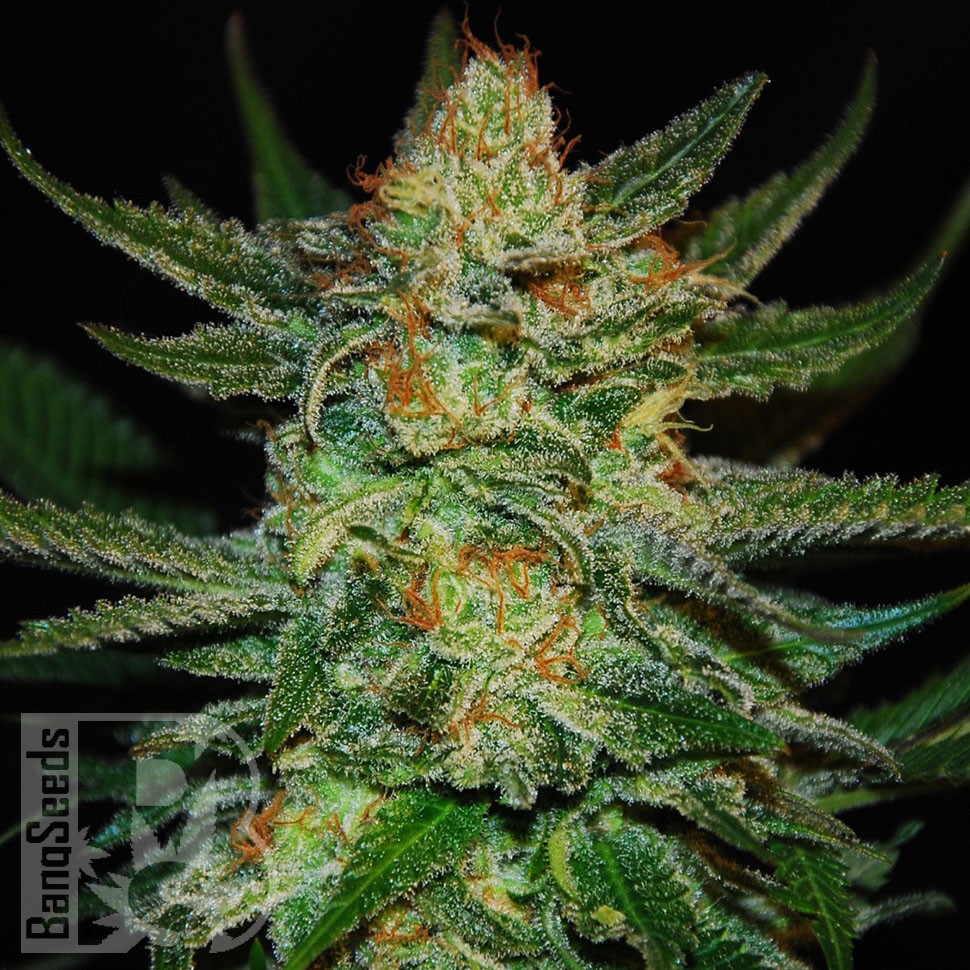 Семена ганжа  Grapefruit CBD feminised Ganja Seeds