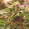 Семена ганжа  Grapefruit CBD feminised Ganja Seeds