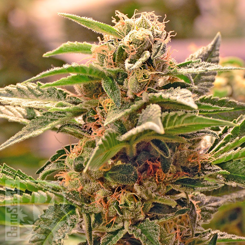 Семена ганжа  Grapefruit CBD feminised Ganja Seeds