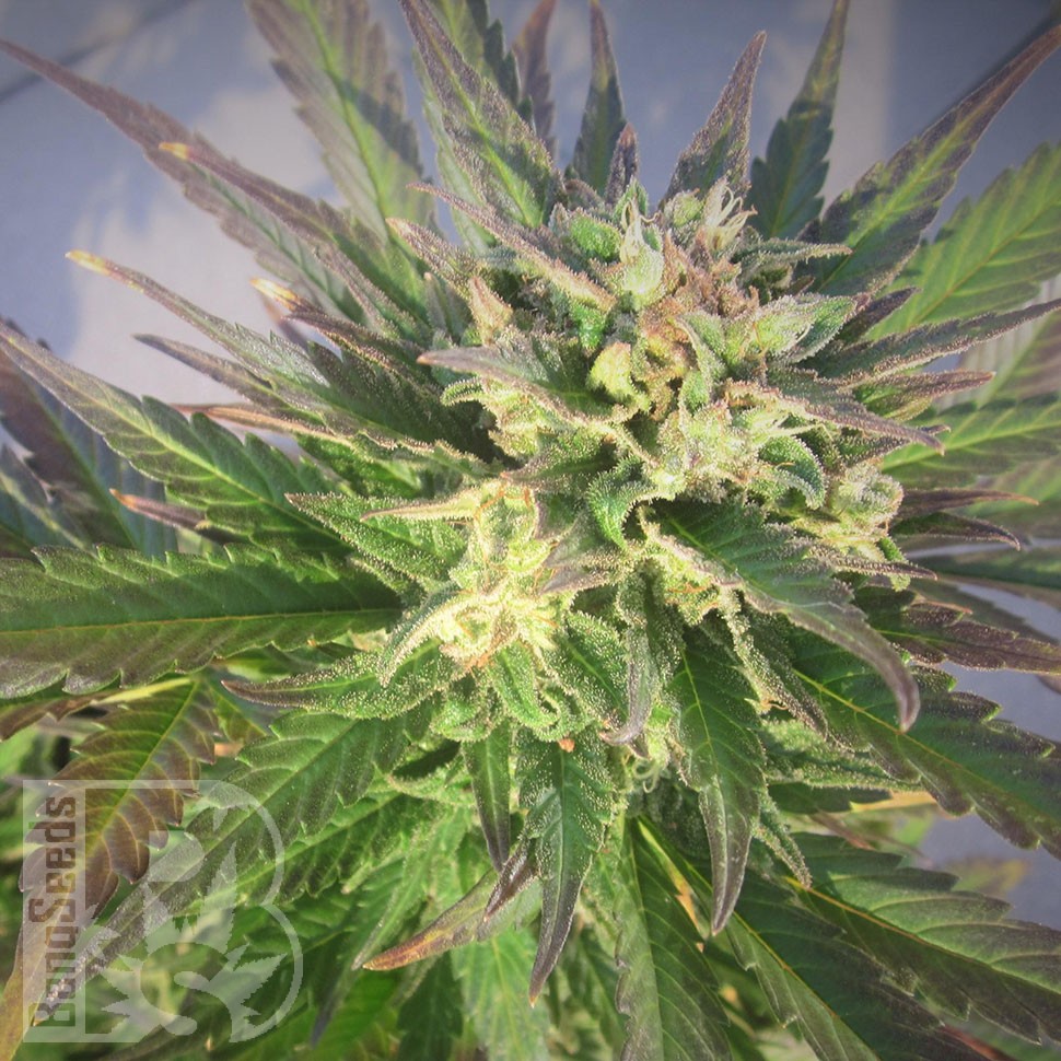 Семена ганжа  Grapefruit CBD feminised Ganja Seeds