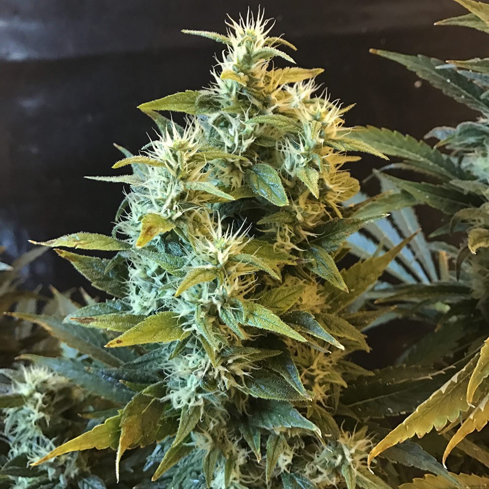 Семена  Power Africa feminised Ganja Seeds