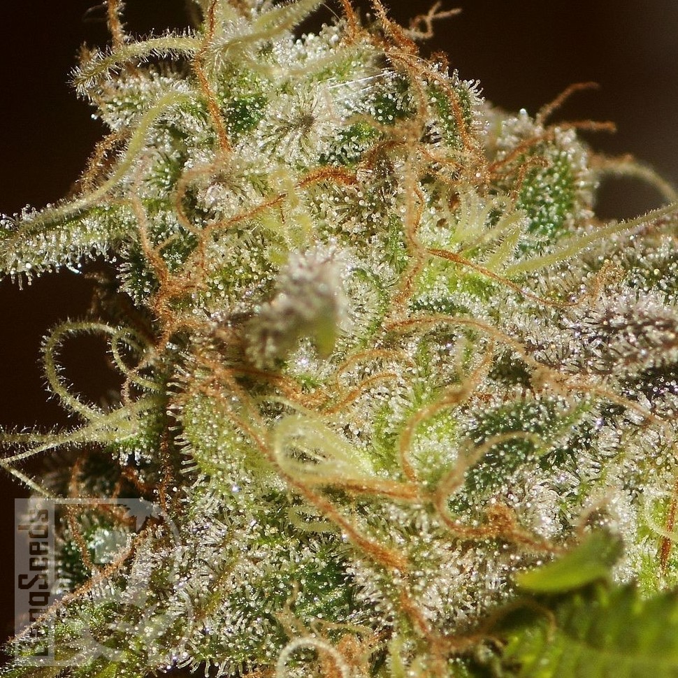 Семена  Power Africa feminised Ganja Seeds