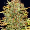 Семена  Power Africa feminised Ganja Seeds