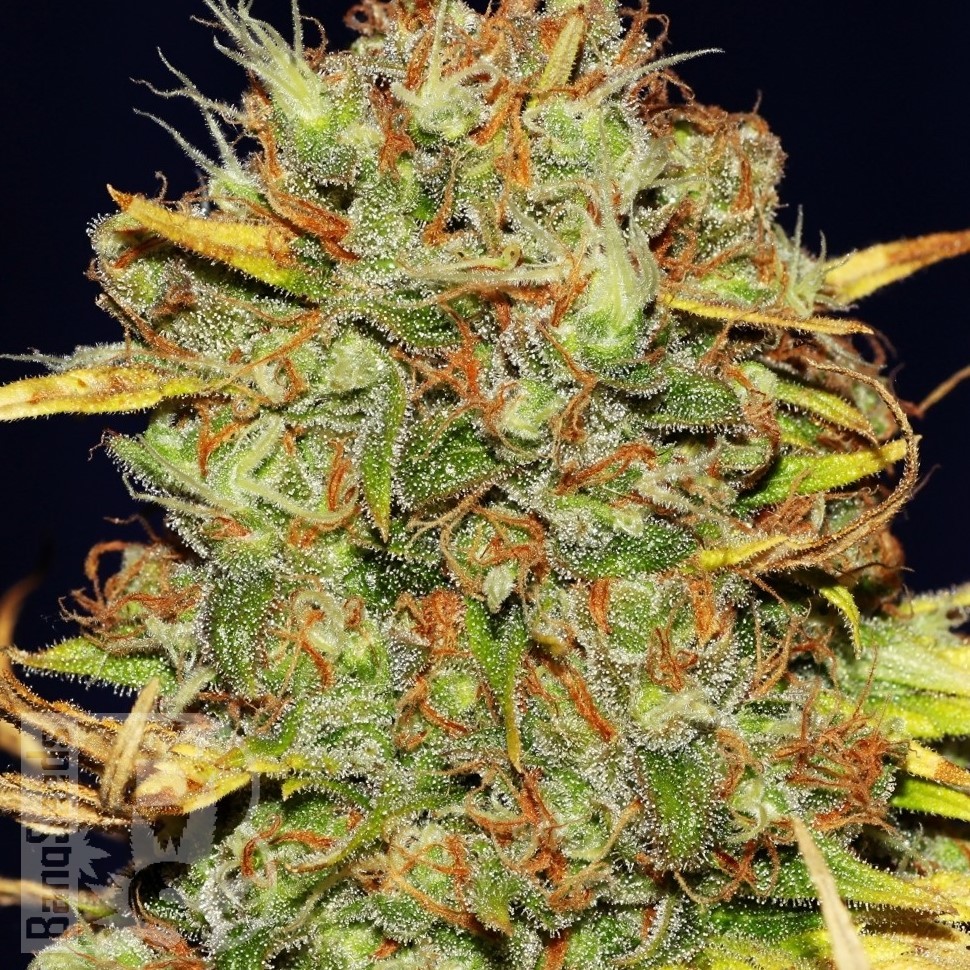 Семена  Power Africa feminised Ganja Seeds