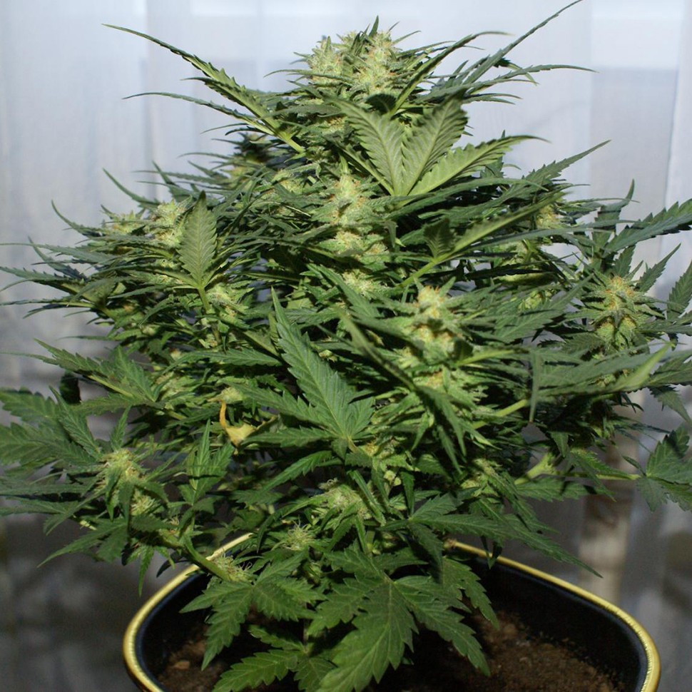 Семена ганжа  Auto Baiterek feminised Bang Seeds