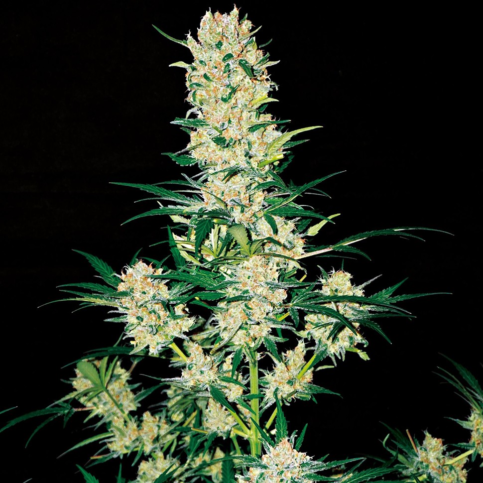 Семена ганжа  Khan Tengri feminised Bang Seeds