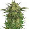 Семена ганжа  Khan Tengri feminised Bang Seeds