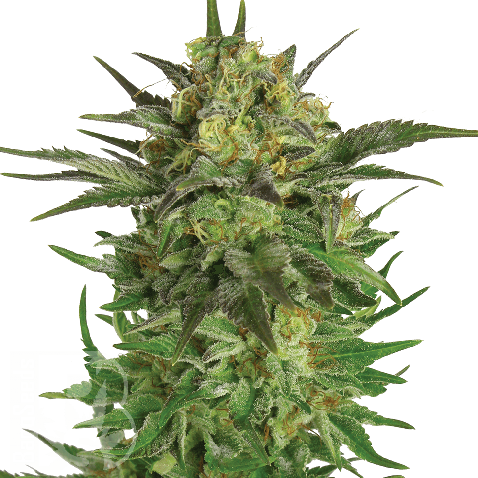 Семена ганжа  Khan Tengri feminised Bang Seeds