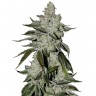 Семена ганжа  Khan Tengri feminised Bang Seeds