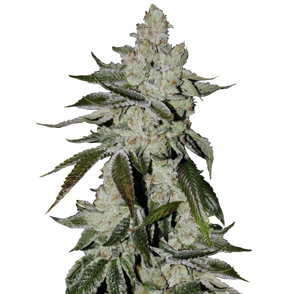 Семена ганжа  Khan Tengri feminised Bang Seeds