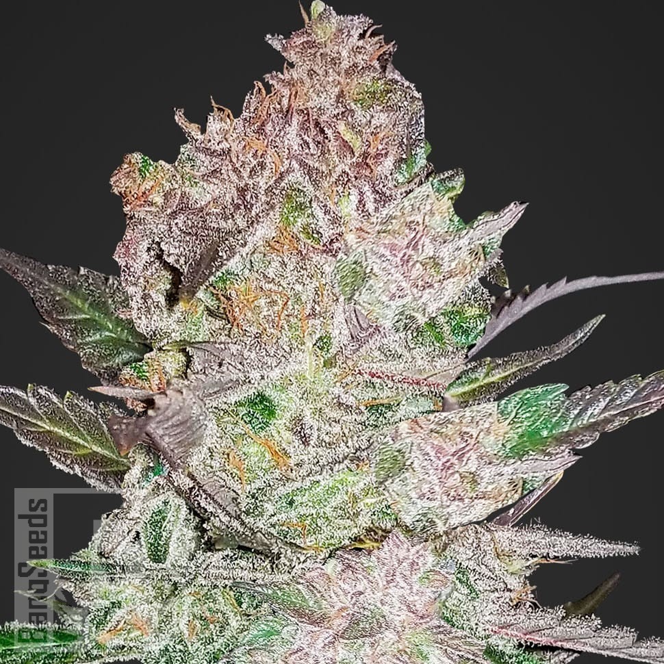 Семена ганжа  Khan Tengri feminised Bang Seeds