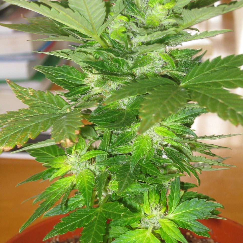 Семена конопли в Астане Auto Easy Ryder feminised Ganja Seeds