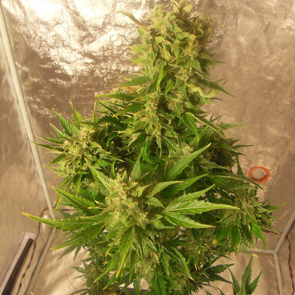 Качественные семена марихуаны Auto Easy Ryder feminised Ganja Seeds