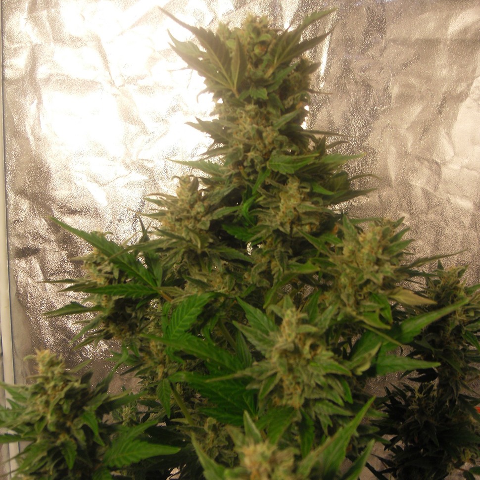 Семена марихуаны Auto Easy Ryder feminised Ganja Seeds