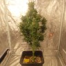 Семена каннабиса Auto Easy Ryder feminised Ganja Seeds