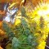 Семена конопли Auto Easy Ryder feminised Ganja Seeds