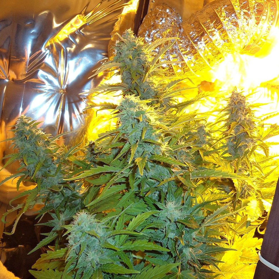 Семена каннабиса  Auto Easy Ryder feminised Ganja Seeds