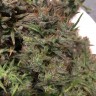 купить мощные семена конопли Auto Jack x White Widow feminised