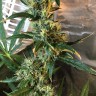 купить семена конопли в фирменной упаковке Auto Jack x White Widow feminised