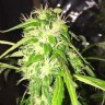 купить семена конопли с доставкой Auto Jack x White Widow feminised