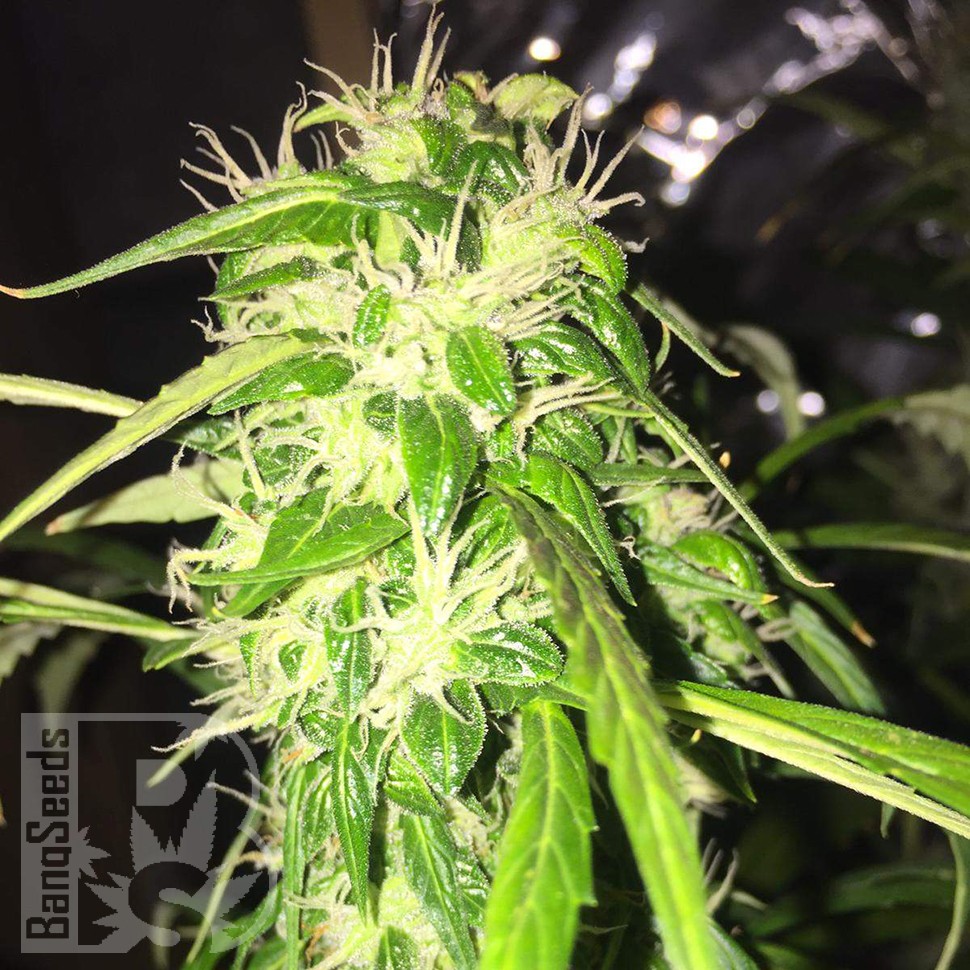 купить семена конопли с доставкой Auto Jack x White Widow feminised