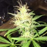 купить семена конопли гидропоники Auto Jack x White Widow feminised