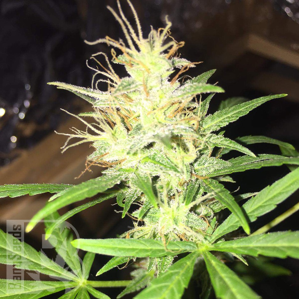 купить семена конопли гидропоники Auto Jack x White Widow feminised