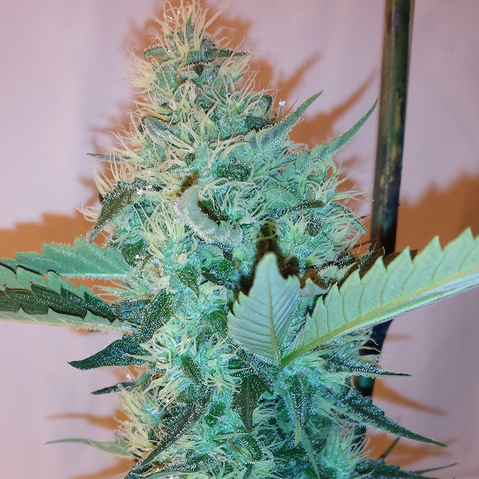 Семена ганжа  Hashberry feminised Ganja Seeds