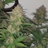 Семена конопли  Auto Balkhash feminised Bang Seeds