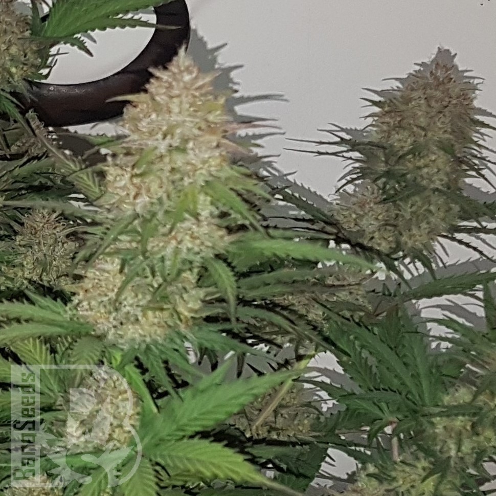 Семена конопли  Auto Balkhash feminised Bang Seeds