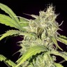 Семена конопли  Auto Balkhash feminised Bang Seeds