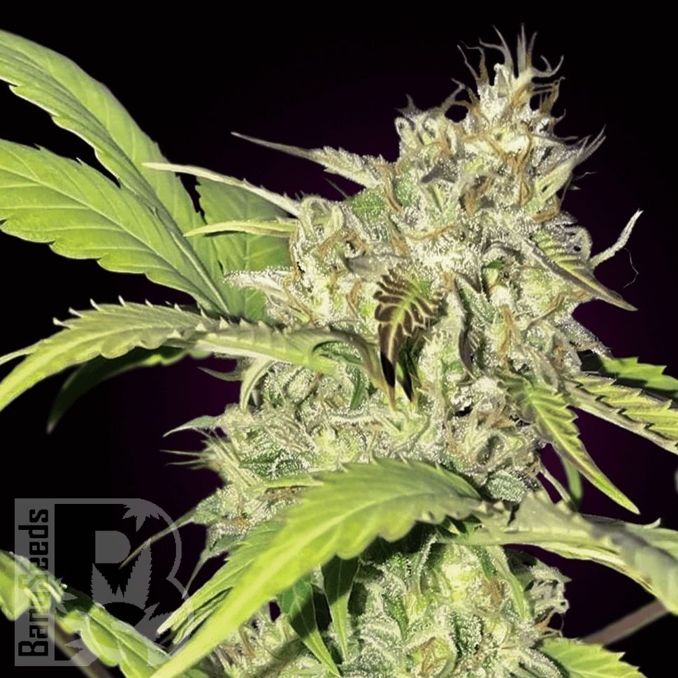 Семена конопли  Auto Balkhash feminised Bang Seeds