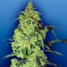 Семена конопли автоцветущих сортов Auto Blow Mind feminised Ganja Seeds