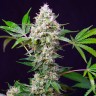 Семена конопли феминизированных сортов Auto Blow Mind feminised Ganja Seeds