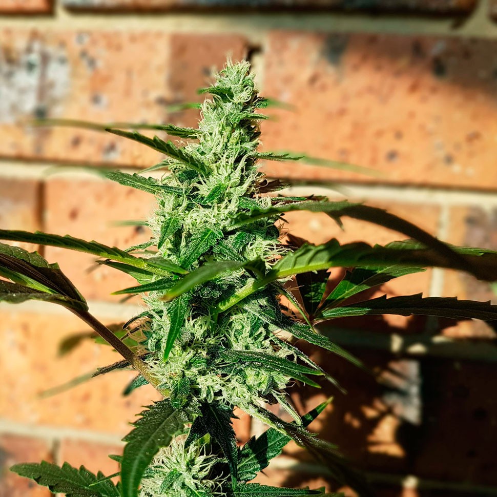 Семена ганжа  Auto Blow Mind feminised Ganja Seeds